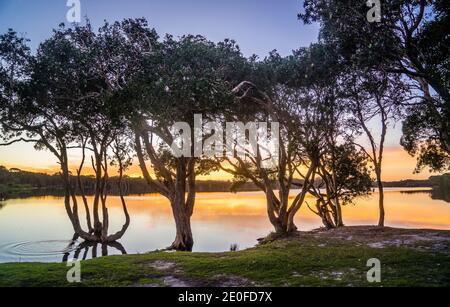 Ambiance nocturne au lac Ainsworth, également appelé lac Teai Tree en raison des arbres de thé sur sa rive, Lennox Head, région des rivières du Nord, côte nord de Banque D'Images
