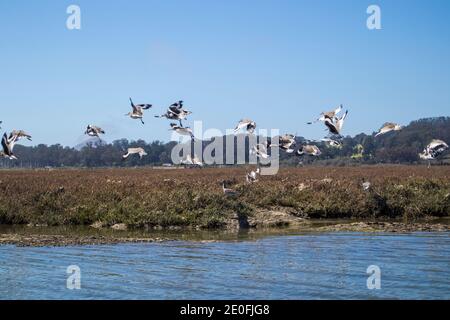 Les oiseaux affluent dans les zones humides autour de Morro Bay, San Luis Obispo, Californie, États-Unis Banque D'Images