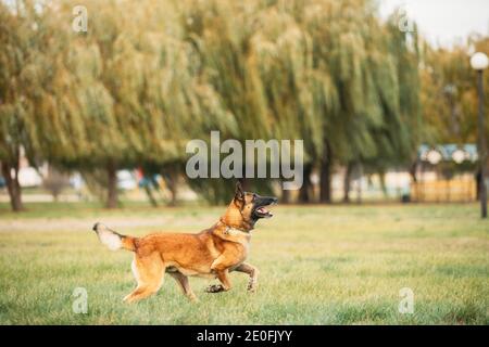 Malinois Dog Play Jumping en plein air dans le parc. Les chiens de berger belges sont actifs, intelligents, amicaux, protecteurs, alertes et travailleurs difficiles. Belgique Banque D'Images