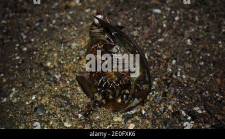 Nuit des crabes en fer à cheval. Les crabes en fer à cheval ressemblent à des crustacés, mais appartiennent à un subphylum distinct, Chelicerata, et sont donc plus étroitement liés aux arachnidés, par exemple les araignées et les scorpions. Les premiers fossiles de crabe commun sont trouvés dans des strates de la période Ordovicienne tardive, il y a environ 450 millions d'années. Le 3 juin a été la nuit où le crabe en fer à cheval est sorti de la mer pour mettre ses œufs dans le sable de Marshlands Park, Rye, NY, le 3 juin 2012. Photo par JMP/ABACAPRESS.COM Banque D'Images