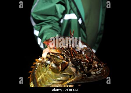 Nuit des crabes en fer à cheval. Les crabes en fer à cheval ressemblent à des crustacés, mais appartiennent à un subphylum distinct, Chelicerata, et sont donc plus étroitement liés aux arachnidés, par exemple les araignées et les scorpions. Les premiers fossiles de crabe commun sont trouvés dans des strates de la période Ordovicienne tardive, il y a environ 450 millions d'années. Le 3 juin a été la nuit où le crabe en fer à cheval est sorti de la mer pour mettre ses œufs dans le sable de Marshlands Park, Rye, NY, le 3 juin 2012. Photo par JMP/ABACAPRESS.COM Banque D'Images