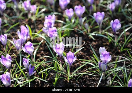 Le crocus violet de Yalta fleurit dans un jardin en avril Banque D'Images