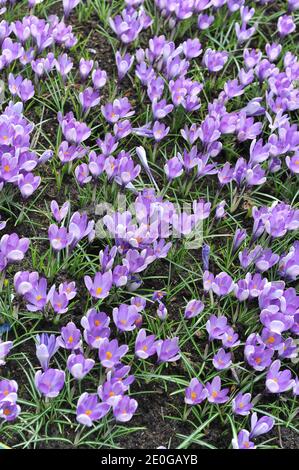 Le crocus violet de Yalta fleurit dans un jardin en avril Banque D'Images