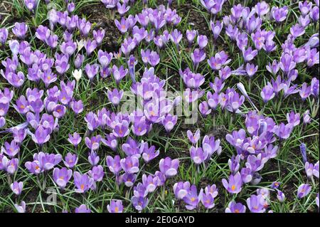 Le crocus violet de Yalta fleurit dans un jardin en avril Banque D'Images