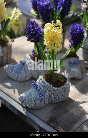 Décoration avec jacinthes (jacinthus orientalis) dans un jardin en avril Banque D'Images