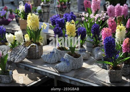 Décoration avec jacinthes (jacinthus orientalis) dans un jardin en avril Banque D'Images