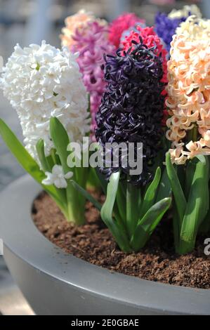 Décoration avec jacinthes (jacinthus orientalis) dans un jardin en avril Banque D'Images