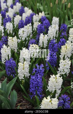 Jacinthes (jacinthus orientalis) Blue Jacket et et Carnegie fleurissent dans un jardin en avril Banque D'Images