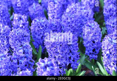 Jacinthe (jacinthus orientalis) Blue Star fleurit dans un jardin en avril Banque D'Images