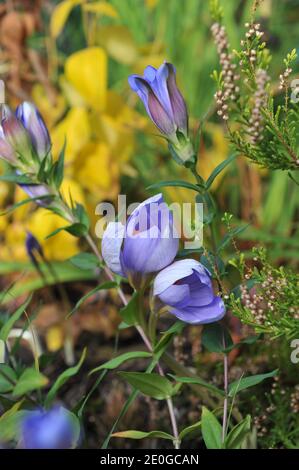 Fleur automnale Crocus speciosus Conqueror et Gentiana scabra fleurissent Dans un jardin en octobre Banque D'Images