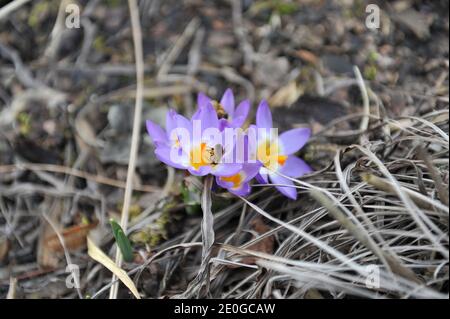 Jaune-violet Crocus subliris Tricolor fleurit dans un jardin en mars Banque D'Images