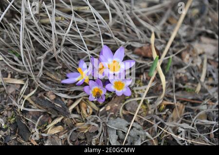 Jaune-violet Crocus subliris Tricolor fleurit dans un jardin en mars Banque D'Images