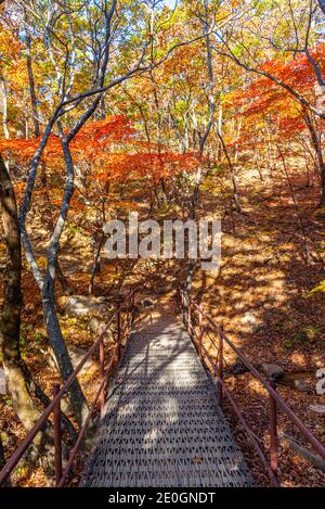 Arbres colorés le long d'un chemin au parc national de Seoraksan dans république de Corée Banque D'Images