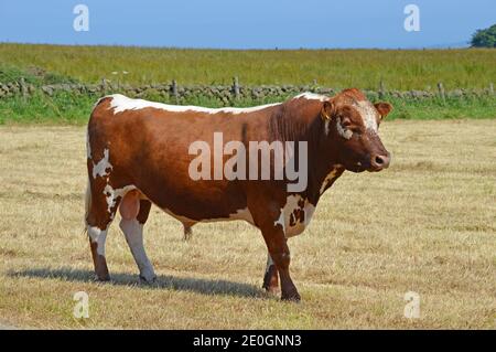 Bovins irlandais dans un champ sur une ferme dans Co Antrim Irlande du Nord Banque D'Images