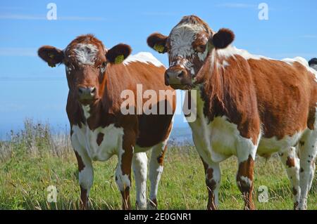 Bovins irlandais dans un champ sur une ferme dans Co Antrim Irlande du Nord Banque D'Images