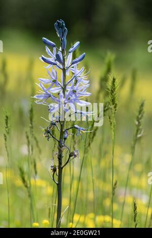 Camas, forêt nationale de Wallowa-Whitman, Oregon. Banque D'Images