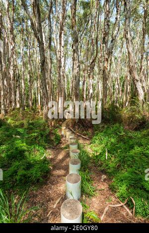 Promenade en pierres sur la pittoresque Paperbark Forest Boardwalk, Agnes Water, près de la ville de dix-sept soixante-dix (1770), Queensland, Queensland, Queensland, Australie Banque D'Images