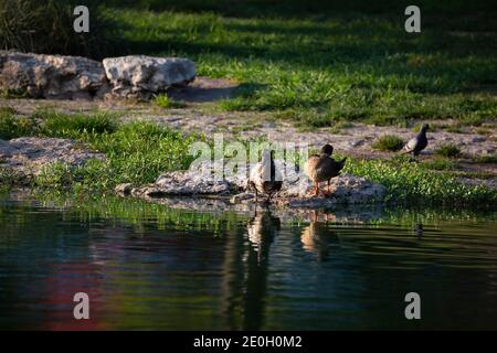 Paire de canards domestiques toilettant sur un rocher sur la rive avec un pigeon à proximité Banque D'Images