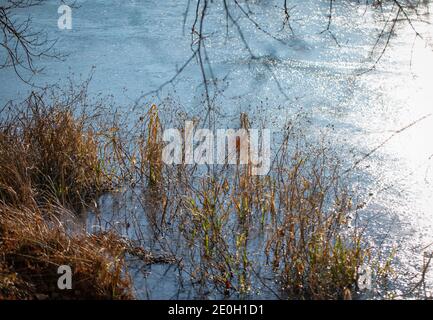 Rogalin Landscape Park. Pâturages sur les plaines inondables - vallée de la rivière Warta. Banque D'Images