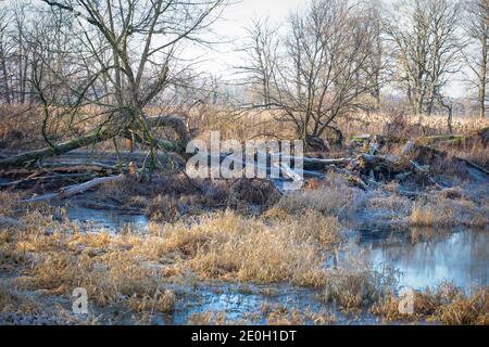 Rogalin Landscape Park. Pâturages sur les plaines inondables - vallée de la rivière Warta. Banque D'Images