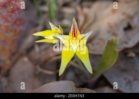 Fleur jaune de Caladenia flava, l'orchidée de Cowslip, vue près de Nannup en Australie occidentale Banque D'Images