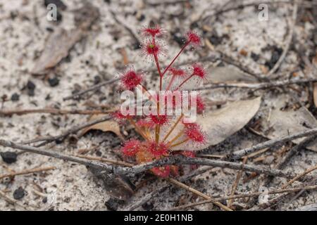 Plante unique du rouge Sundew Drosera purpurascens (Une plante carnivore) près de Darradup en Australie occidentale Banque D'Images