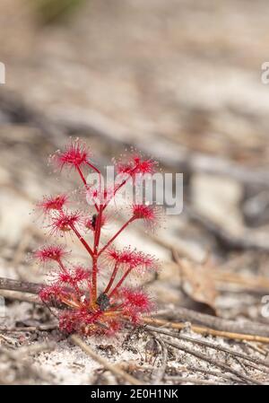 Plante unique du rouge Sundew Drosera purpurascens (Une plante carnivore) près de Darradup en Australie occidentale Banque D'Images