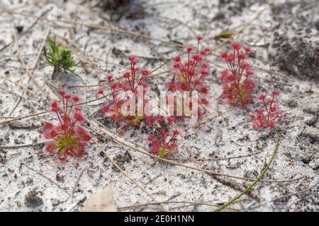 Groupe gentil de Drosera purpurascens (Une plante carnivore de la famille Sundew) Croissance dans l'habitat naturel près de Darradup en Australie occidentale Banque D'Images