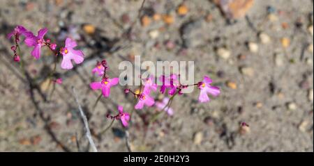 Les petites fleurs roses du Bladderwort Utricularia multifida se trouvent au nord-est d'Augusta en Australie occidentale, vue d'en haut Banque D'Images