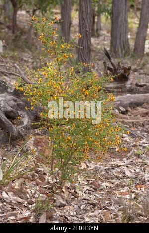 Le beau Bush aquatique (Bossiaea aquifolium) avec des fleurs orange/jaunes près de Waroona, vu du côté Banque D'Images