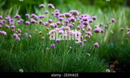 Fleurs violettes dans le jardin. L'oignon, ou ciboulette, est une plante herbacée vivace dont le nom latin est Allium schoenoprasum. Gros plan, placer pour le texte. Nat. D'été Banque D'Images