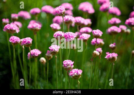 Fleurs violettes dans le jardin. L'oignon, ou ciboulette, est une plante herbacée vivace dont le nom latin est Allium schoenoprasum. Gros plan, placer pour le texte. Nat. D'été Banque D'Images