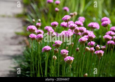 Fleurs violettes dans le jardin. L'oignon, ou ciboulette, est une plante herbacée vivace dont le nom latin est Allium schoenoprasum. Gros plan, placer pour le texte. Nat. D'été Banque D'Images
