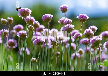 Fleurs violettes dans le jardin. L'oignon, ou ciboulette, est une plante herbacée vivace dont le nom latin est Allium schoenoprasum. Gros plan, placer pour le texte. Nat. D'été Banque D'Images