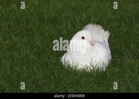 Colombe blanche reposant paisiblement sur l'herbe verte pendant la journée ensoleillée Banque D'Images