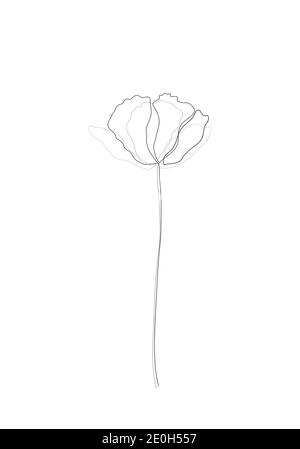 Dessin de contour minimaliste Line art-Poppy flower. Illustration à une ligne, motif floral pour créer des œuvres d'art linéaires sur fond blanc. Banque D'Images