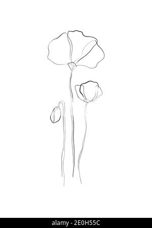 Dessin de contour minimaliste Line art-Poppy flower. Illustration à une ligne, motif floral pour créer des œuvres d'art linéaires sur fond blanc. Banque D'Images