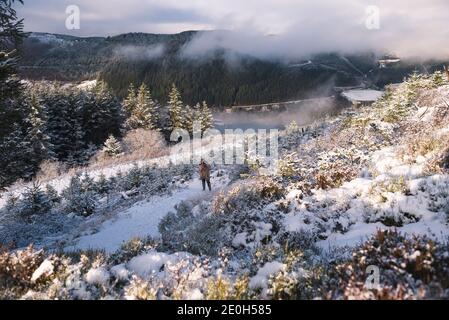 Forêt de pins enneigés à Hafod Estate, au centre du pays de Galles.La chaîne de montagne de Cambrian a connu une chute de neige alpine à la veille du nouvel an, 2020. Banque D'Images