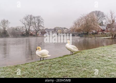 Fordingbridge, New Forest, Hampshire, UK, New Year’s Day Morning, 1er janvier 2021, Météo : un gel dur commence la nouvelle année dans la ville riveraine. Deux cygnes se prèchent sur les rives de l'Avon dans une scène pittoresque près du pont médiéval à 7 arches. Crédit : Paul Biggins/Alamy Live News Banque D'Images