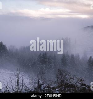 Forêt de pins enneigés à Hafod Estate, au centre du pays de Galles.La chaîne de montagne de Cambrian a connu une chute de neige alpine à la veille du nouvel an, 2020. Banque D'Images