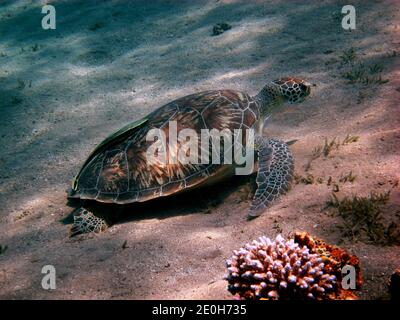 tortue de mer sur le fond sablonneux de la mer rouge Banque D'Images
