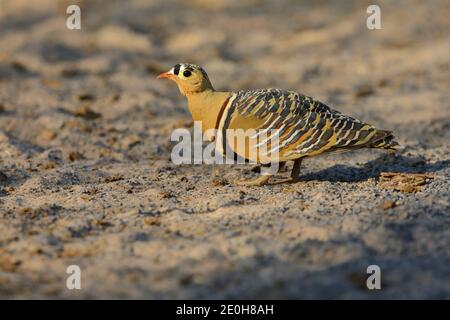 Un mâle adulte peint Sandgrouse (Pterocles indicus) se nourrissant et marchant dans l'ouverture près du Grand Rann de Kutch, Gujarat, Inde Banque D'Images