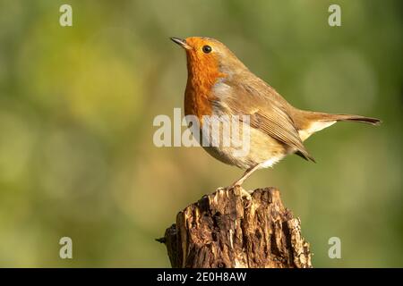 Robin Banque D'Images