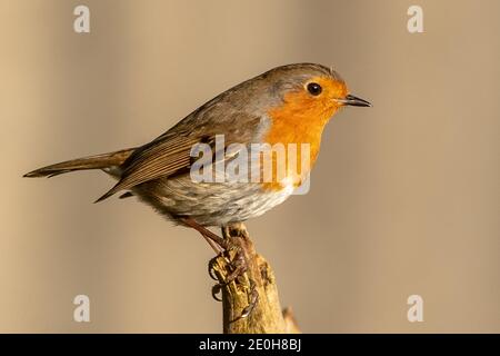 Robin Banque D'Images