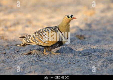 Un mâle adulte peint Sandgrouse (Pterocles indicus) se nourrissant et marchant dans l'ouverture près du Grand Rann de Kutch, Gujarat, Inde Banque D'Images