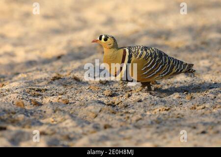 Un mâle adulte peint Sandgrouse (Pterocles indicus) se nourrissant et marchant dans l'ouverture près du Grand Rann de Kutch, Gujarat, Inde Banque D'Images