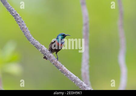 Un Sunbird de Souimanga (Cinnyris sovimanga) mâle adulte sur l'atoll de Cosmoledo, Seychelles. Ce formulaire peut être une espèce distincte, le Sunbird d'Abbott Banque D'Images