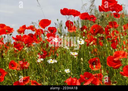 De belles fleurs rouges et blanches d'été gros plan Banque D'Images