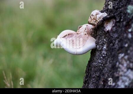 Bouleau Polypore support champignons sur le bouleau argenté, scène des zones humides, Muir of Dinnet National nature Reserve, Aberdeenshire, Écosse Banque D'Images