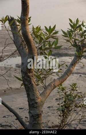 Le parc national Sundarbans est une grande forêt côtière de mangroves, partagée par l'Inde et le Bangladesh Banque D'Images